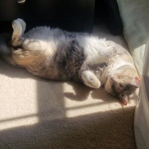 Meet your Posher, Bridget